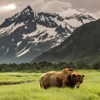 Grizzly Bear Grizzly Bear