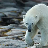 Polar Bear Polar Bear